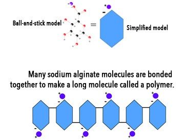 Model of sodium alginate polymer